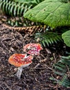 Amanita - fly Agaric, dangerous poison mushroom