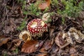 Amanita - fly Agaric, dangerous poison mushroom