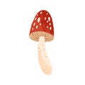 Amanita or fly agaric isolated on white background. Cute mushroom with red cape and spots. Hand drawn colored flat