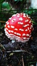 Amanita or fly-agaric, mushroom, fungus.