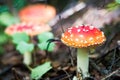 Amanita or fly agaric