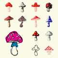 Amanita fly agaric toadstool mushrooms fungus