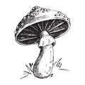 Amanita Fly Agaric Toadstool Mushrooms Fungus Different Art Style Design Vector Illustration Red Hat