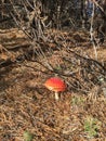 Amanita Royalty Free Stock Photo