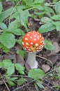 Amanita. Amanita muscaria. Poisonous mushroom