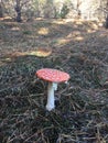 Amanita Royalty Free Stock Photo