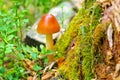 Amanita fulva, commonly called the tawny grisett in forest