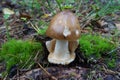 Amanita fulva