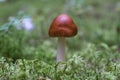 An Amanita fulva mushroom, also known as the tawny grisette Royalty Free Stock Photo