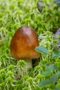 Amanita fulva mushroom, also known as the tawny grisette a brown mushroom of the genus fly agaric in green moss. Autumn Royalty Free Stock Photo
