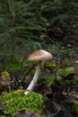Amanita fulva mushroom, also known as the tawny grisette Royalty Free Stock Photo
