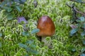 Amanita fulva mushroom, also known as the tawny grisette a brown mushroom of the genus fly agaric in green moss. Autumn