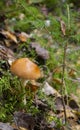 Amanita fulva mushroom, also known as the tawny grisette