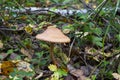 Amanita fulva mushroom, also known as the tawny grisette