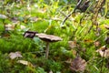 Amanita fulva mushroom, also known as the tawny grisette Royalty Free Stock Photo