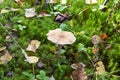 Amanita fulva mushroom, also known as the tawny grisette