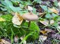 Amanita fulva mushroom, also known as the tawny grisette