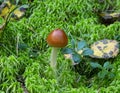Amanita fulva mushroom, also known as the tawny grisette
