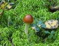 Amanita fulva mushroom, also known as the tawny grisette Royalty Free Stock Photo