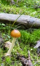 Amanita fulva mushroom, also known as the tawny grisette Royalty Free Stock Photo