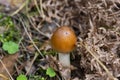 Amanita fulva mushroom, also known as the tawny grisette