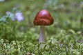 An Amanita fulva mushroom, also known as the tawny grisette in Sweden Royalty Free Stock Photo