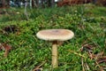 Amanita fulva mushroom