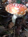 Amanita Royalty Free Stock Photo