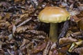 Amanita gemmata in autumn ambiance