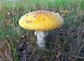 Amanita gemmata. Growing yellow fly agaric in Siberia