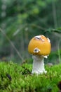 Amanita gemmata mushroom