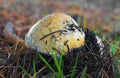 Yellow Amanita gemmata mushroom on grass background.