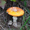 Amanita gemmata mushroom Royalty Free Stock Photo