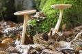 Amanita Gemmata mushroom