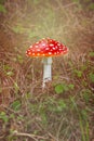 Amanita grows in the forest. Poison mushroom. Fairy tale. Sunshine