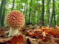 amanita muscaria