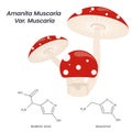 Amanita Muscaria Magic Toadstool Mushroom vector illustration graphic