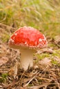 Amanita Muscaria Royalty Free Stock Photo