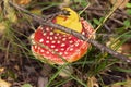 Amanita muscaria in autumn forest close up. Bright red Fly agaric wild mushroom in fall nature in green grass Royalty Free Stock Photo