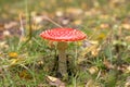 Amanita muscaria in autumn forest close up. Bright red Fly agaric wild mushroom in fall nature with green grass and yellow leaves Royalty Free Stock Photo