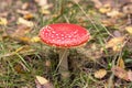 Amanita muscaria in autumn forest close up. Bright red Fly agaric wild mushroom in green grass Royalty Free Stock Photo