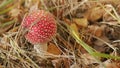 Amanita muscaria in autumn. Red head of fly agaric mushroom on forest ground. Close up.