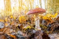 Amanita muscaria is a beautiful mushroom, but very poisonous. Grows in the autumn forest. First frost. Frozen fly agaric