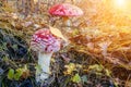 Amanita muscaria is a beautiful mushroom, but very poisonous. Two toadstools grow in the autumn forest. First frost. Frozen Royalty Free Stock Photo