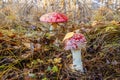 Amanita muscaria is a beautiful mushroom, but very poisonous. Two toadstools grow in the autumn forest. First frost. Frozen
