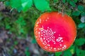 Amanita muscaria cap. Top view of poisonous mushroom on green forest background. Red toadstool Royalty Free Stock Photo