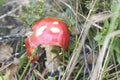 Amanita Muscaria chewed on sides detail in grass