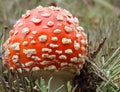 Amanita muscaria Royalty Free Stock Photo