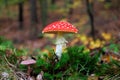 Amanita muscaria, commonly known as the fly agaric