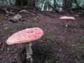 Amanita muscaria, commonly known as the fly agaric